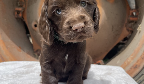 Are Cocker Spaniel Puppies a Good Family Dog? An Investigative Look