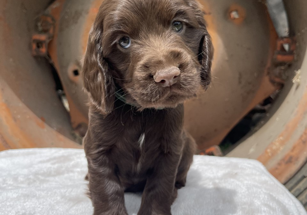 Are Cocker Spaniel Puppies a Good Family Dog? An Investigative Look