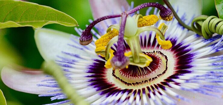 Passion Flower for Hot Flashes, Depression & Better Sleep