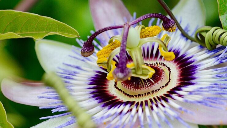 Passion Flower for Hot Flashes, Depression & Better Sleep