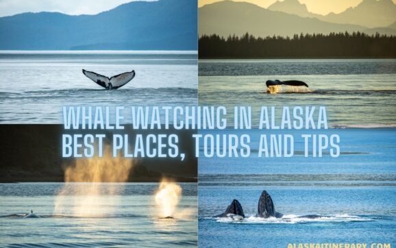 Optimal Moments: When is the Best Time for Whale Watching in Juneau?