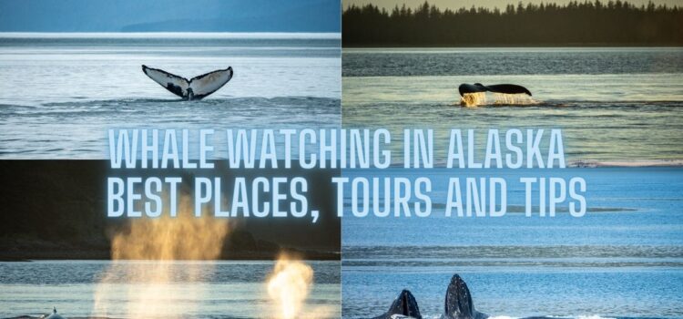 Optimal Moments: When is the Best Time for Whale Watching in Juneau?